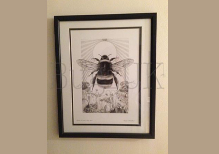Pictures : Framed Print Bombus Terrestris With Background