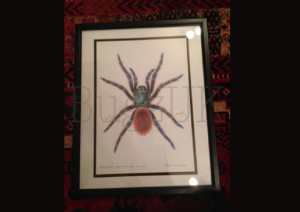 Pictures : Framed Print Chromatopelma Cyanopubescens In Colour