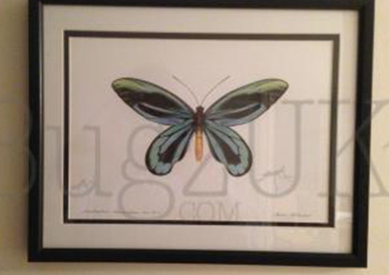 Pictures : Framed Print Ornithoptera Alexandrae Atavus In Colour