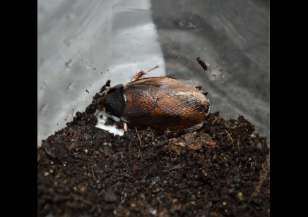 Pycnoscelus indicus - Indian cockroach (CB by BugzUK) sold in packs of 5