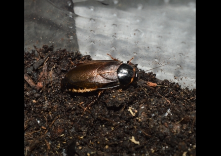 Pycnoscelus indicus - Indian cockroach (CB by BugzUK) sold in packs of 5
