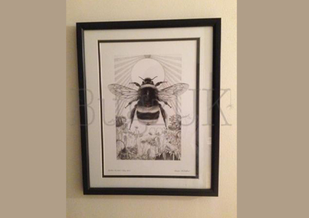Pictures : Print Only Bombus Terrestris With Background