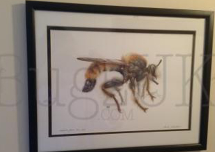 Pictures : Print Only Laphria Flava In Colour