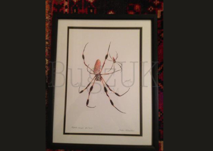 Pictures : Print Only Nephila Clavipes
