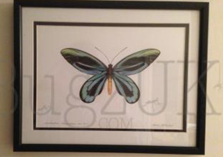 Pictures : Print Only Ornithoptera Alexandrae Atavus In Colour