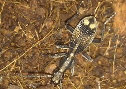 Tanzania Unknown Small Size Tiger Beetle