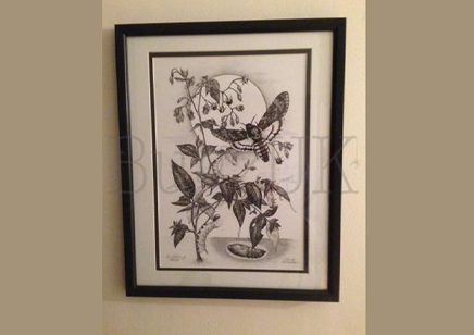 Pictures : Print Only The Children Of Atropos ( Deaths Head Hawk Moth & Deadly Nightshade)
