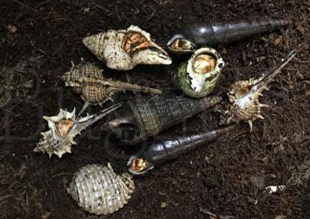 Coenobita violascens