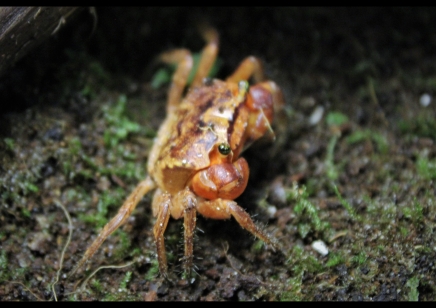 Metasesarma aubryi - Red Apple Crab