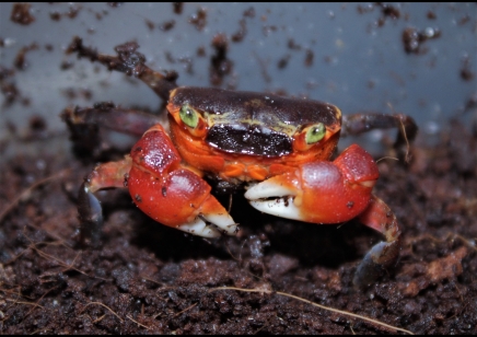 Metasesarma aubryi - Red Apple Crab