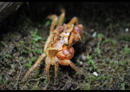 Metasesarma aubryi - Red Apple Crab - Males