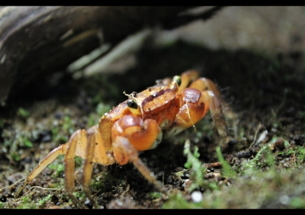 Metasesarma aubryi - Red Apple Crab - Males