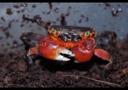Metasesarma aubryi - Red Apple Crab - Males