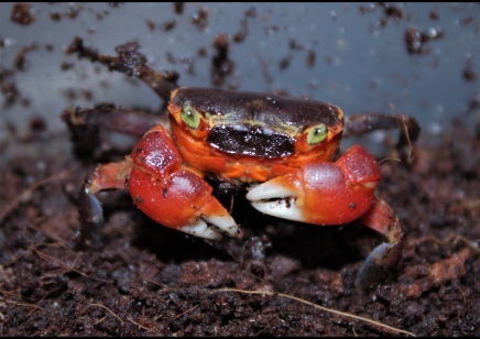 Metasesarma aubryi - Red Apple Crab - Males