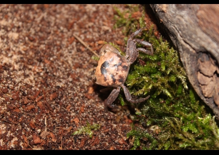 Metasesarma obesum - Marble Batik Crab