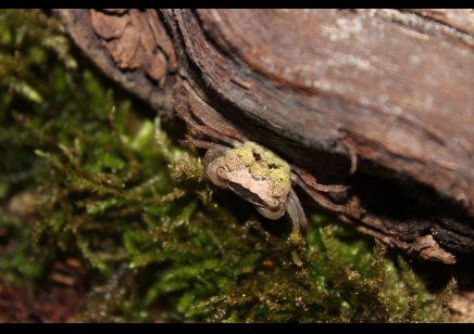Metasesarma obesum - Marble Batik Crab 4 left