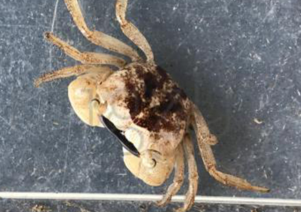 Metasesarma obesum - Marble Batik Crab 4 left