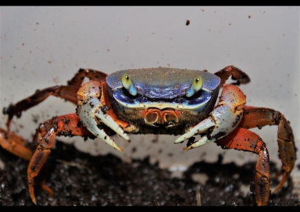 Cardisoma armatum - Rainbow Crab *SPECIAL DISCOUNT* 