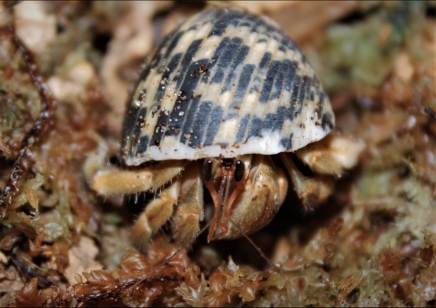 Coenobita Clypeatus common