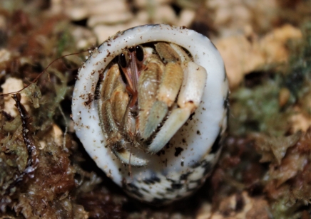 Coenobita Clypeatus common