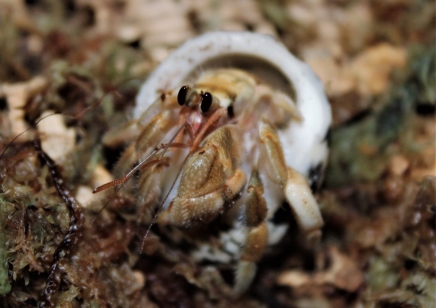 Coenobita Clypeatus common