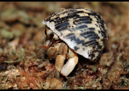 Coenobita Clypeatus common