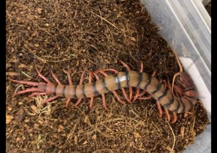 Scolopendra dehaani Vietnam Giant Orange Leg