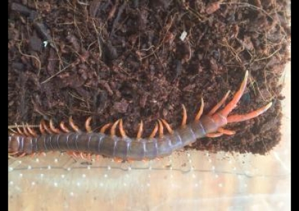 Scolopendra dehaani Vietnam Giant Orange Leg