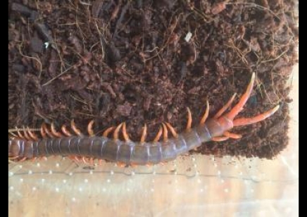 Scolopendra Dehaani Vietnam Giant Orange Leg