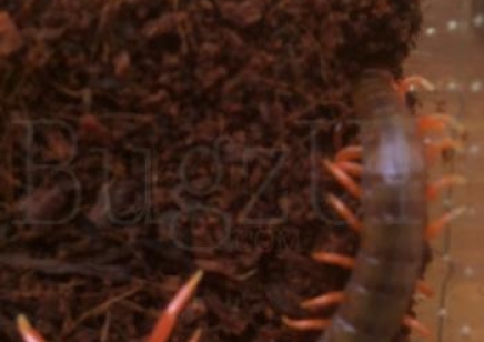 Scolopendra Dehaani Vietnam Giant Orange Leg