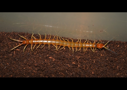 Scolopendra Longipes