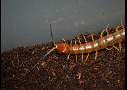 Scolopendra Longipes