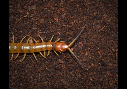 Scolopendra Longipes