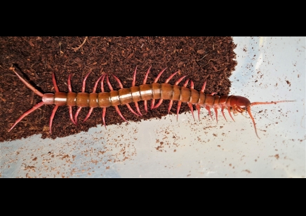 Scolopendra dehaani..cherry red