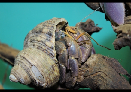 Coenobita brevimanus - Indo hermit crab - Group of 3 -  6 left