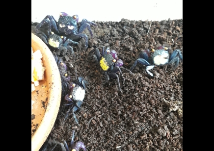 Geosesarma dennerle - Vampire Crab - Males left only *Special discount* 4 left