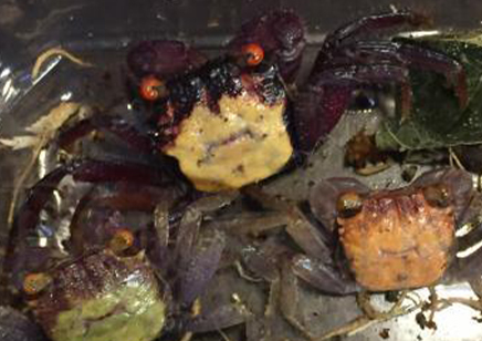 Geosesarma dennerle - Vampire Crab - Males left only *Special discount* 4 left