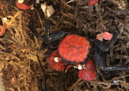 Geosesarma hagen - Red Devil Vampire Crab 2 left