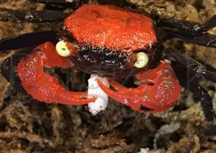 Geosesarma hagen - Red Devil Vampire Crab 2 left males only
