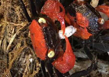 Geosesarma hagen - Red Devil Vampire Crab 2 left males only