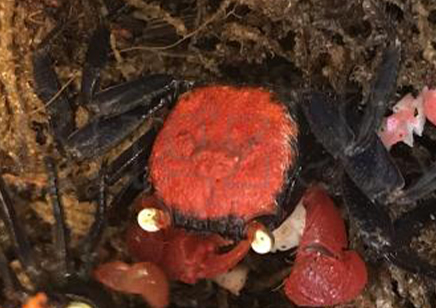 Geosesarma hagen - Red Devil Vampire Crab 7 left males only