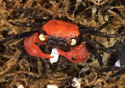 Geosesarma hagen - Red Devil Vampire Crab 8 left males only