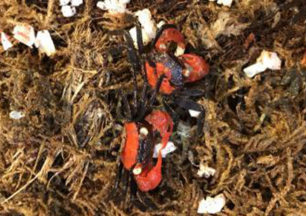 Geosesarma hagen - Red Devil Vampire Crab 8 left males only