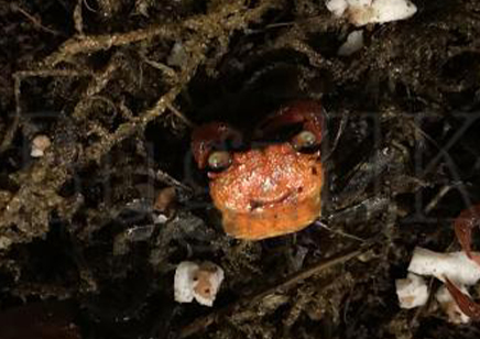 Geosesarma hagen - Red Devil Vampire Crab 8 left males only