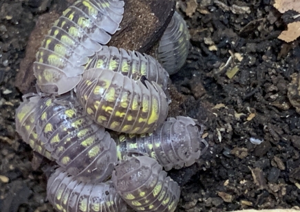 Armadillidium granulatum - packs of 5 (C/B by BugzUK)