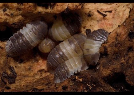 Cubaris sp. 'Panda King' - Panda King Isopods (CB by BugzUK) *special offer*