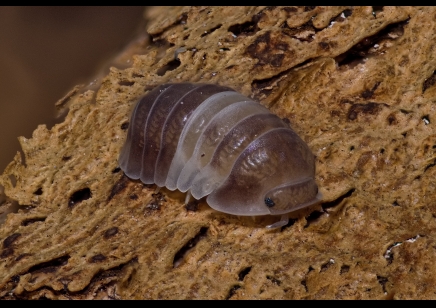 Cubaris sp. 'Panda King' - Panda King Isopods (CB by BugzUK) *special offer*