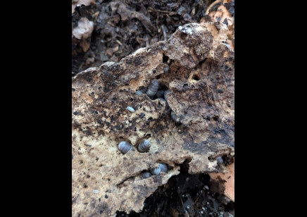 Cubaris sp. 'Panda King' - Panda King Isopods (CB by BugzUK) *special offer*