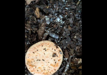 Cubaris sp. 'Panda King' - Panda King Isopods (CB by BugzUK) *special offer*