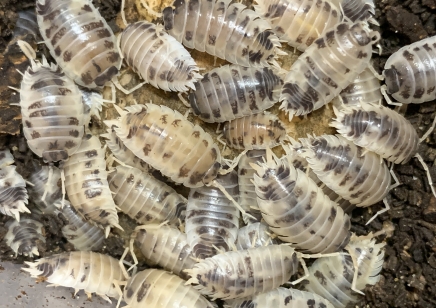 Porcellio laevis 'Dairy cow' - packs of 10 (CB by BugzUK)